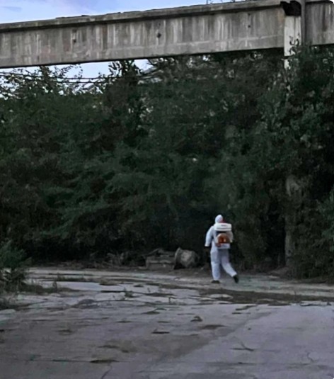 O insectă periculoasă pentru plante, care poate ataca inclusiv viţa-de-vie, a fost depistată pentru prima dată în Republica Moldova. Ce este sfătuită populaţia - FOTO