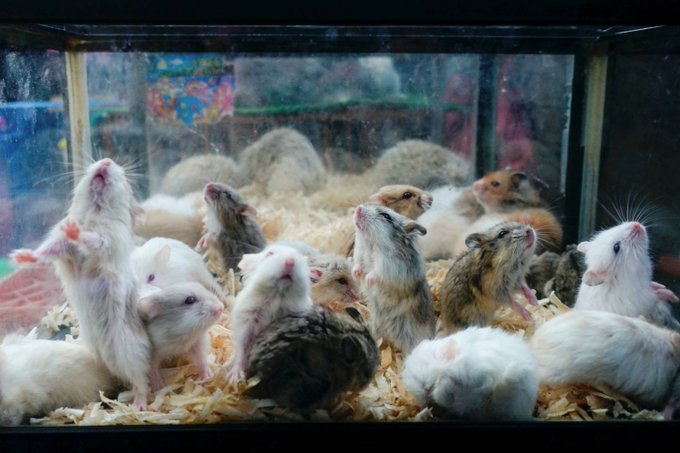 A masacrat hamsteri în „hoteluri de dragoste”: un criminal în serie de rozătoare a fost arestat în Japonia