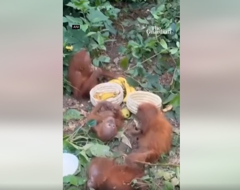 O anchetă privind traficul de animale a fost declanşată după ce pui de urangutan au fost găsiţi într-o pădure din India/ VIDEO