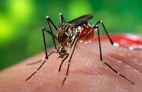 Confruntată cu unul dintre cele mai grave focare de virus West Nile din ultimii ani, Grecia e îndemnată să îşi îmbunătăţească sistemul de avertizare timpurie pentru virus