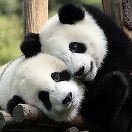 „Diplomaţia panda”: Ping Ping şi Fu Shuang au plecat din China în SUA. Ei vor sta 10 ani la Atlanta - FOTO, VIDEO