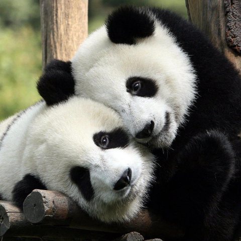 „Diplomaţia panda”: Ping Ping şi Fu Shuang au plecat din China în SUA. Ei vor sta 10 ani la Atlanta - FOTO, VIDEO