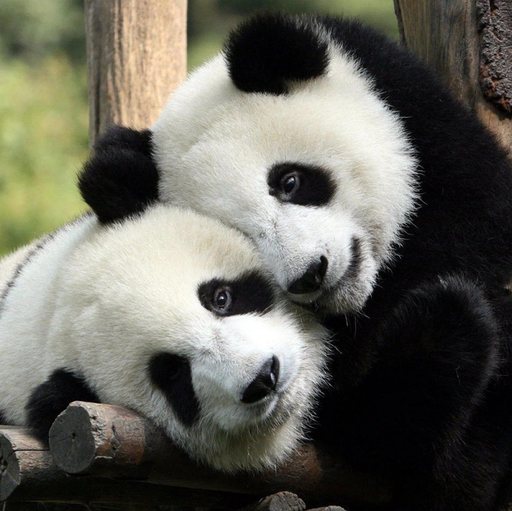 „Diplomaţia panda”: Ping Ping şi Fu Shuang au plecat din China în SUA. Ei vor sta 10 ani la Atlanta - FOTO, VIDEO