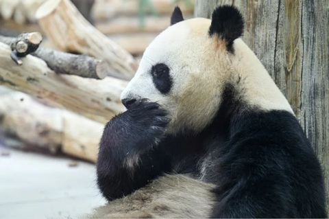 Ping Ping şi Fu Shuang, doi panda uriaşi trimiţi de către China, au sosit la Atlanta