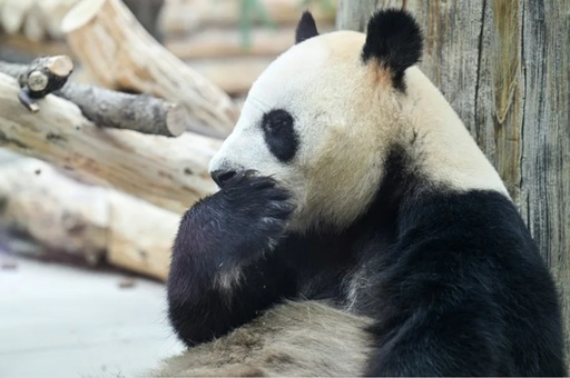 Ping Ping şi Fu Shuang, doi panda uriaşi trimişi de către China, au sosit la Atlanta