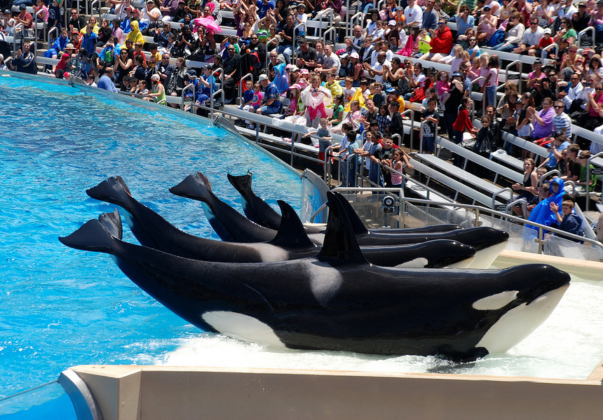 Sea World a anunţat că renunţă la programul de înmulţire în captivitate a balenelor ucigaşe