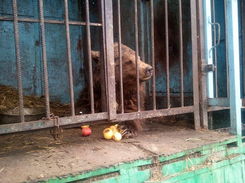 Doi urşi ţinuţi în condiţii mizere la o grădină zoologică din Armenia ajung miercuri la Rezervaţia Libearty de la Zărneşti