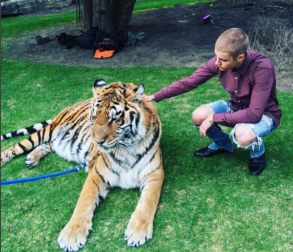 Justin Bieber a stârnit furia apărătorilor drepturilor animalelor, după ce s-a fotografiat cu un tigru legat