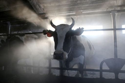 Bovinele indiene participă la un concurs de frumuseţe 