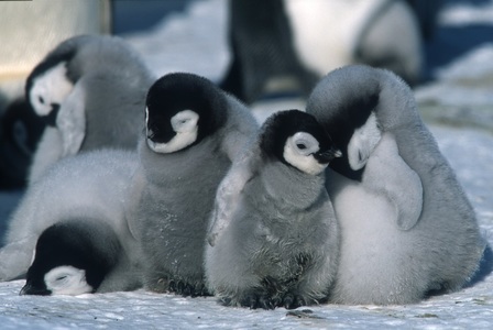 O continuare a documentarului belgian “Marşul pinguinilor”, premiat cu Oscar, se află în lucru