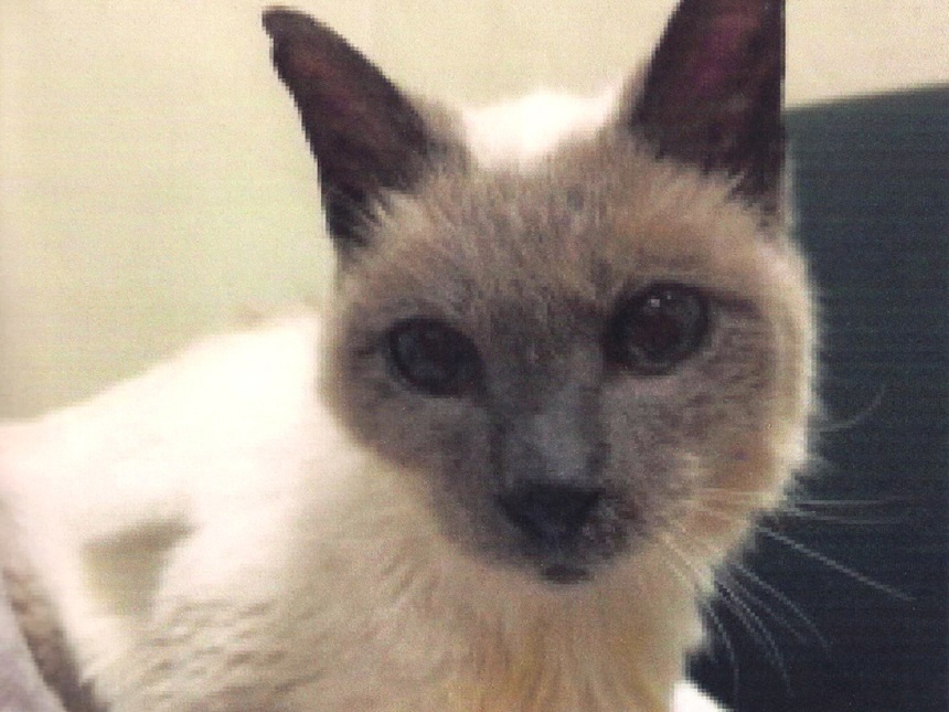 Motanul Scooter, desemnat, recent, cea mai bătrână pisică din lume, a murit la vârsta de 30 de ani