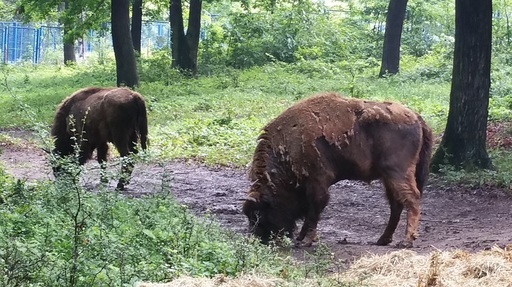 Un centru de reproducere a zimbrilor va fi înfiinţat la Grădina Zoologică din Hunedoara