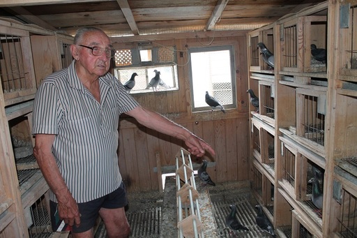 REPORTAJ: Un arădean de 92 de ani, cel mai bătrân columbofil din ţară, are peste 300 de voiajori şi participă săptămânal la concursuri