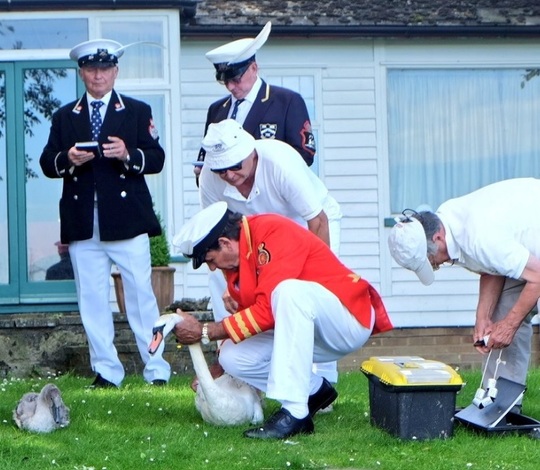 Swan Upping (Foto: Twitter)