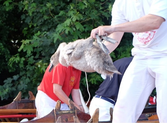 Swan Upping (Foto: Twitter)