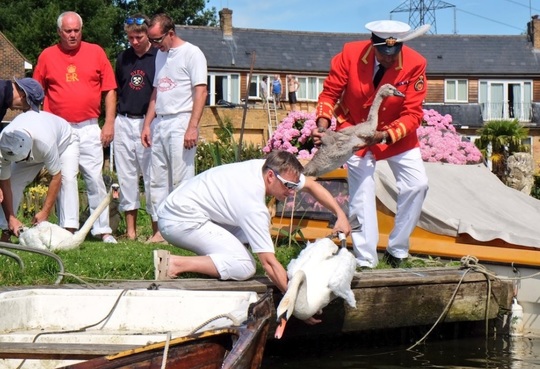 Swan Upping (Foto: Twitter)