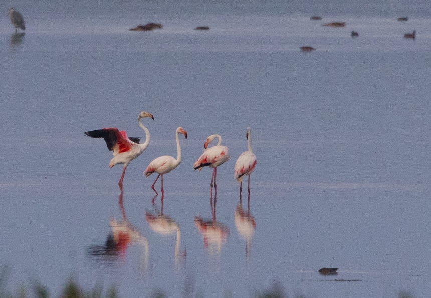 Apariţie rară în România: Patru păsări flamingo au fost observate pe teritoriul ţării