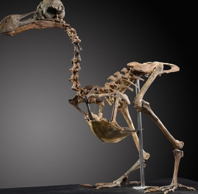 Un schelet extrem de rar, cel al unei păsări dodo, estimat la câteva sute de mii de lire sterline, scos la licitaţie