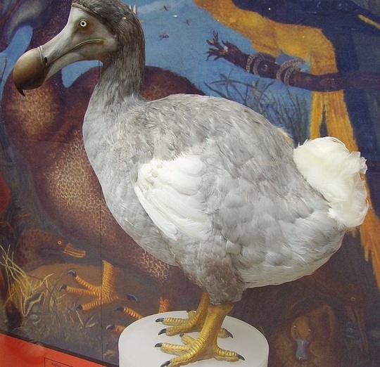 Pasărea dodo (Foto: wikipedia.org)