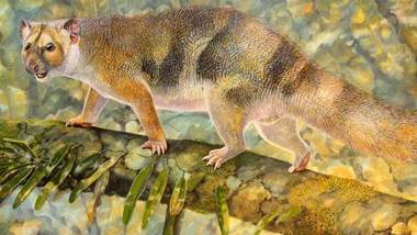 O specie de leu marsupial, dispărut de pe Terra, a primit numele naturalistului britanic David Attenborough