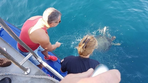 Broasca ţestoasă găsită pe plaja de la Vadu, eliberată în Marea Neagră pentru a-şi găsi drumul spre locul de baştină. VIDEO
