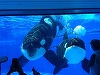 California renunţă la programul de înmulţire în captivitate a balenelor ucigaşe