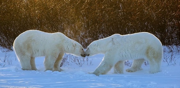 14 urşi polari au ”asediat” un grup de cercetători ruşi, care s-au refugiat într-o bază din Oceanul Arctic
