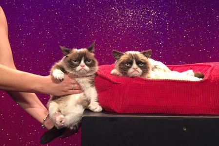 Grumpy Cat a fost imortalizată în ceară la Washington şi a debutat într-un musical celebru pe Broadway. FOTO
