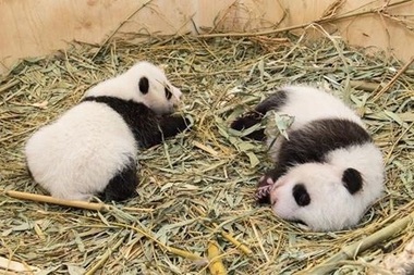 Grădina Zoologică din Viena cere ajutorul publicului pentru a alege numele unui pui de panda uriaş