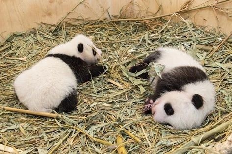 Grădina Zoologică din Viena cere ajutorul publicului pentru a alege numele unui pui de panda uriaş