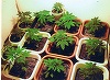 Un liceu din Canada va include în programa şcolară un curs despre cultivarea marijuanei
