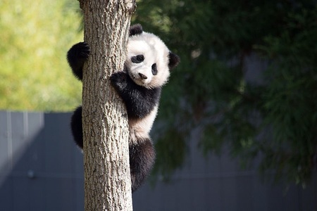 Bao Bao, o celebră femelă de panda-uriaş, părăseşte Statele Unite şi se mută în China. VIDEO

