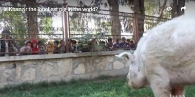 Khanzir, singurul porc domestic din Afganistan, a devenit o veritabilă celebritate locală. VIDEO