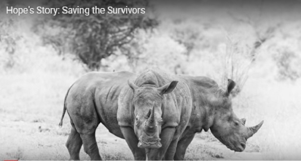 Hope, o femelă de rinocer alb, devenită simbol al luptei împotriva braconajului, a murit. VIDEO