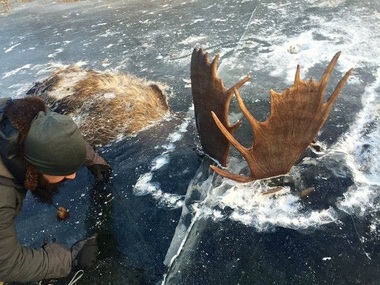 Doi elani ale căror coarne au rămas încleştate în timpul unei lupte, descoperiţi în gheaţa din Alaska

