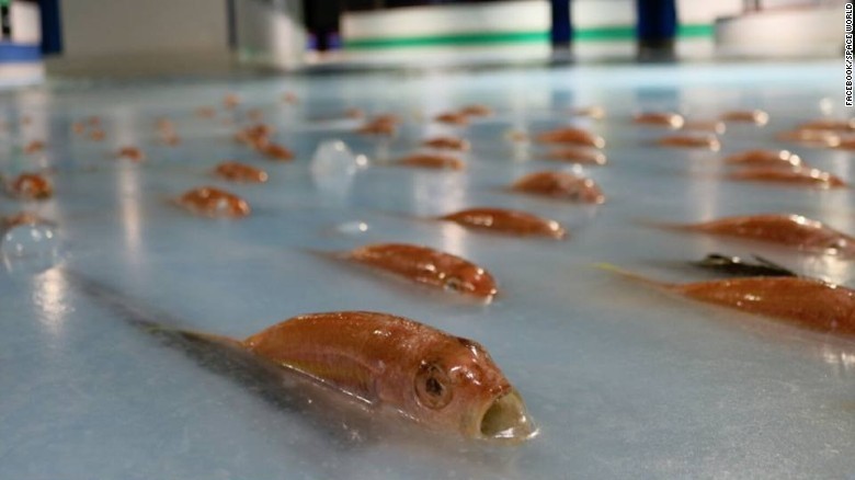 Un parc de distracţii din Japonia a prezentat scuze publice după ce a congelat 5.000 de vieţuitoare marine în gheaţa unui patinoar. FOTO