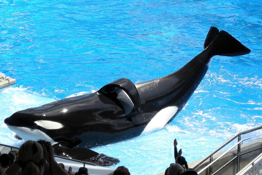 Tilikum, o balenă ucigaşă din parcul de distracţii SeaWorld, devenită celebră graţie documentarului ”Blackfish”, a murit
