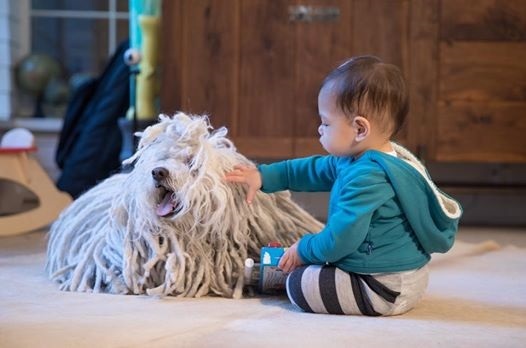 Câinele lui Mark Zuckerberg a primit cadou, la împlinirea vârstei de 6 ani, o sculptură 3D. VIDEO