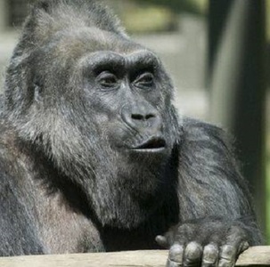 Colo, cea mai bătrână gorilă din captivitate, a murit în Ohio la vârsta de 60 de ani
