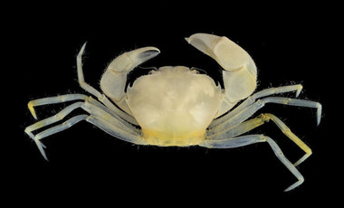O specie de crab a primit numele unui personaj din franciza ”Harry Potter”