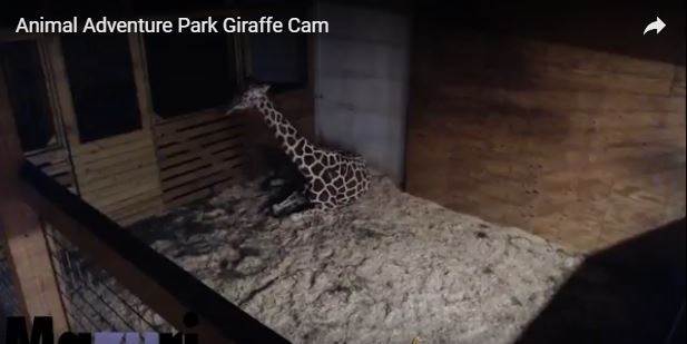 April, girafa însărcinată: live streamingul ei atrage milioane de vizualizări, dar şi cenzură din partea YouTube. VIDEO