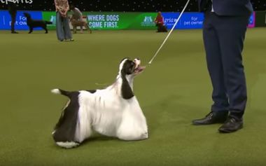 Miami, un spaniel cocker din Statele Unite, a câştigat prestigiosul concurs chinologic Crufts din Marea Britanie. VIDEO