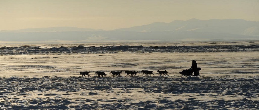 Iditarod, o cursă de sănii trase de câini, câştigată în 2017 de cel mai vârstnic şi mai rapid concurent din istoria sa