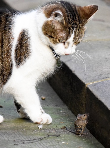 Larry, celebrul motan din reşedinţa oficială a premierului britanic, fotografiat în timp ce a lăsat să fugă un şoarece