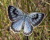 Un colecţionar care a omorât doi fluturi dintr-o specie rară a fost dat în judecată în Marea Britanie