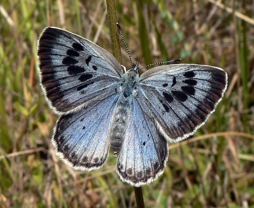 Un colecţionar care a omorât doi fluturi dintr-o specie rară a fost dat în judecată în Marea Britanie