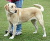 Labrador retriever se menţine pe primul loc în topul celor mai populare rase de câini din Statele Unite