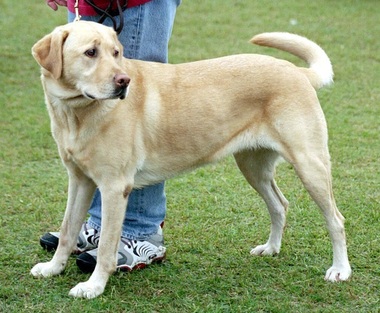 Labrador retriever se menţine pe primul loc în topul celor mai populare rase de câini din Statele Unite