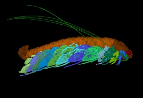 Un crustaceu fosilizat a primit o denumire ştiinţifică specială, în onoarea naturalistului David Attenborough