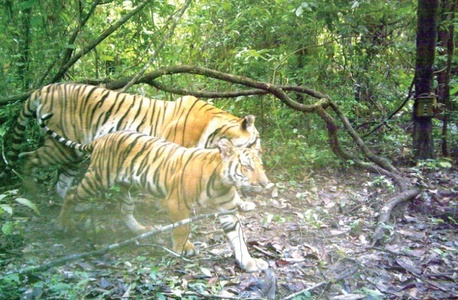 Pui de tigru de Indochina, o subspecie foarte rară, descoperiţi în Thailanda